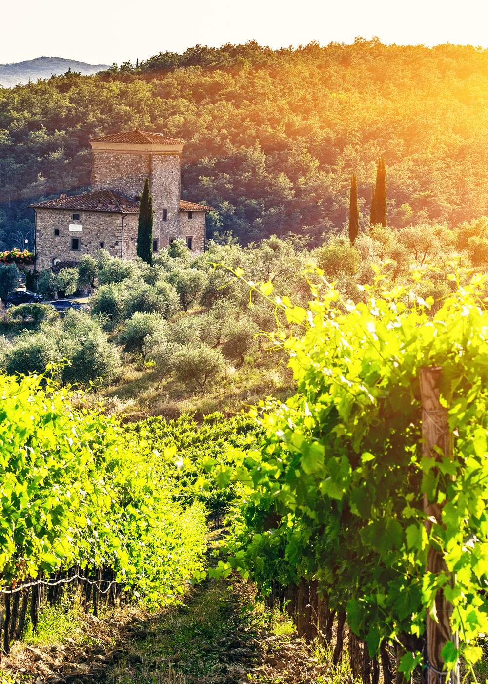 Chianti vine sale