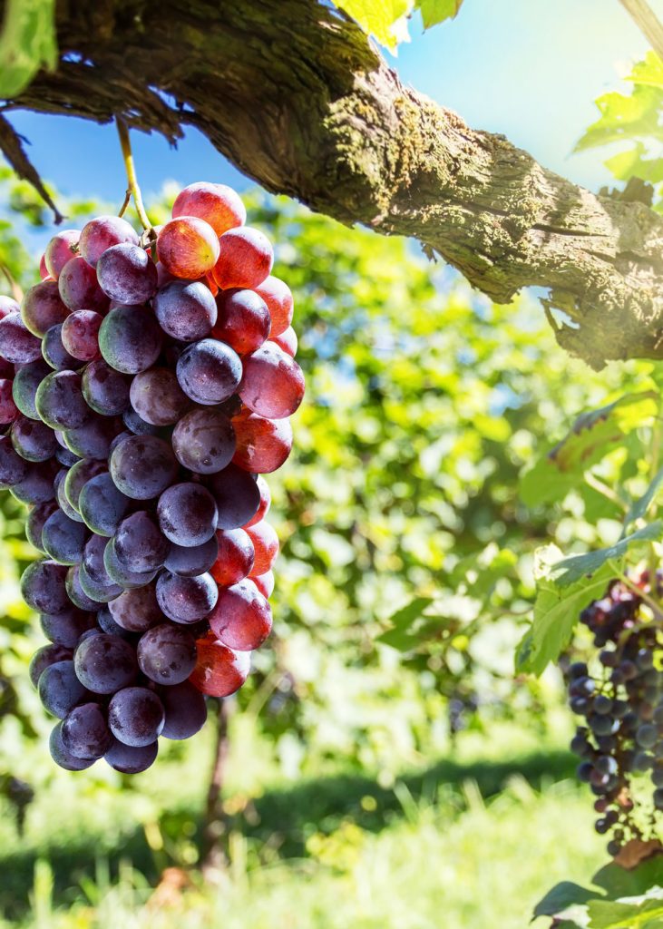 How Weather And Climate Affect Wine From The Vine