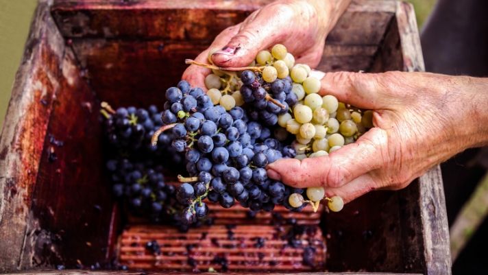 assorted grapes