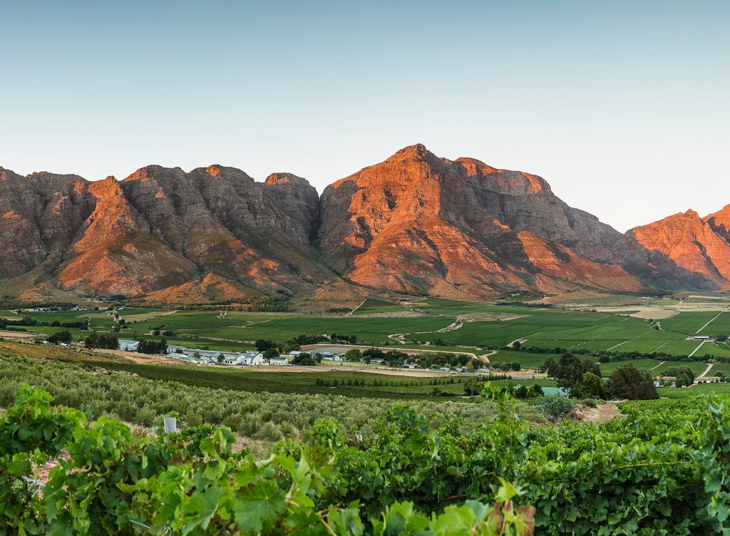 The Ultimate Guide to South African Wines From The Vine