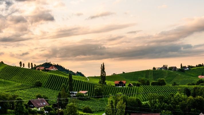 WTSO-Wines-Til-Sold-Out-Online-Wine-Shop-Online-Blog-A-Complete-Guide-To Austrian-Wine-Regions