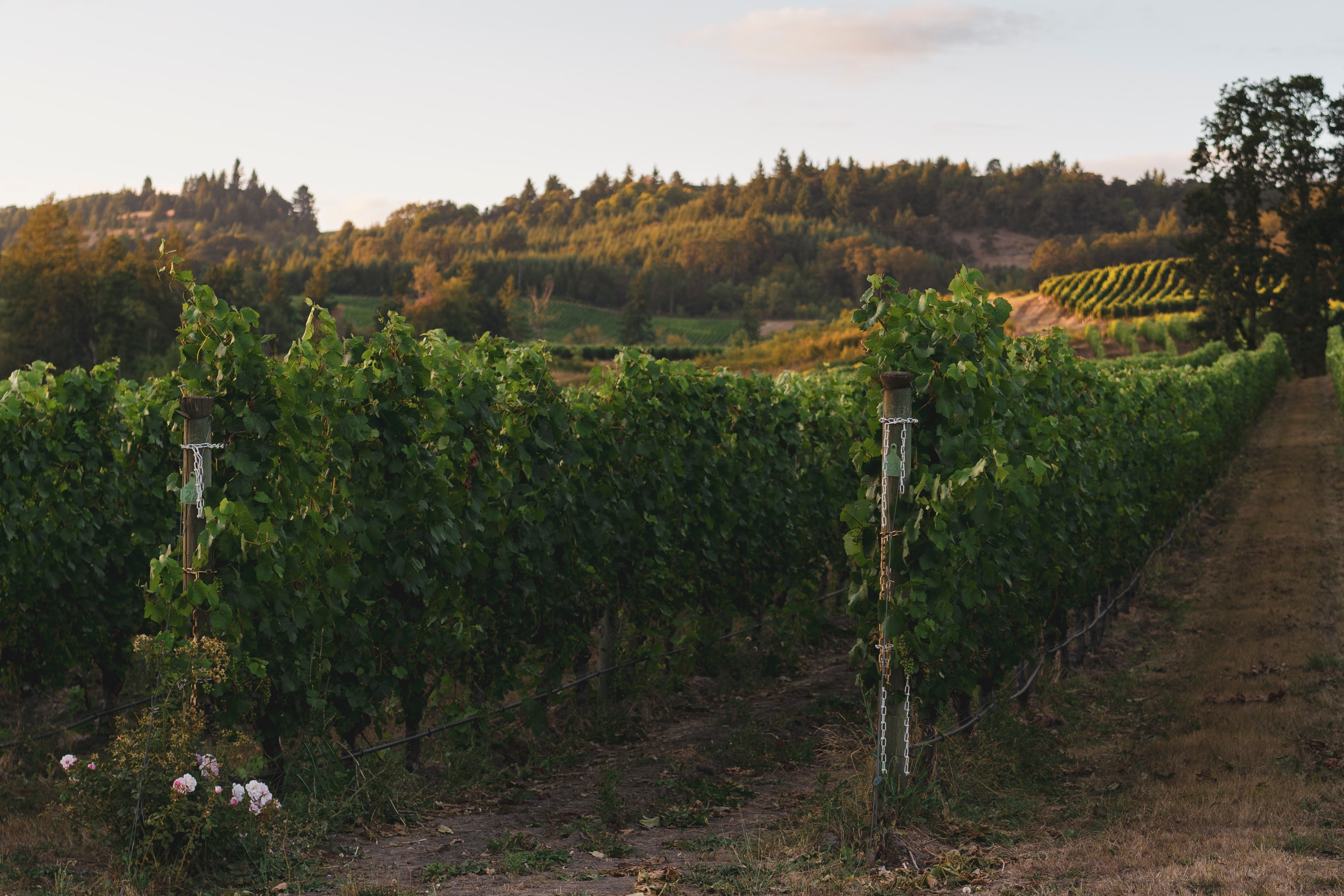 11 Appellations of the Willamette Valley