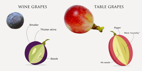 wine grapes vs table grapes copy