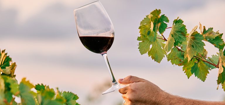 A vertical shot of a person holding a glass of wine in the vineyard under the sunlight