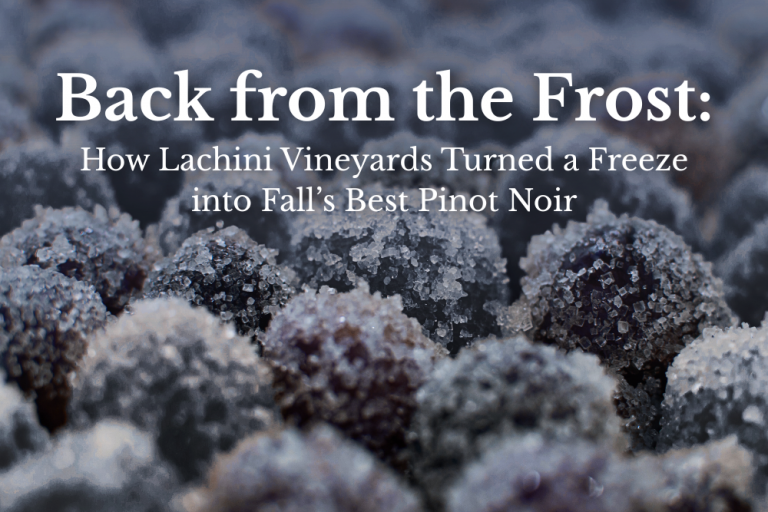 Back from the Frost: How Lachini Vineyards Turned a Freeze into Fall’s Best Pinot Noir