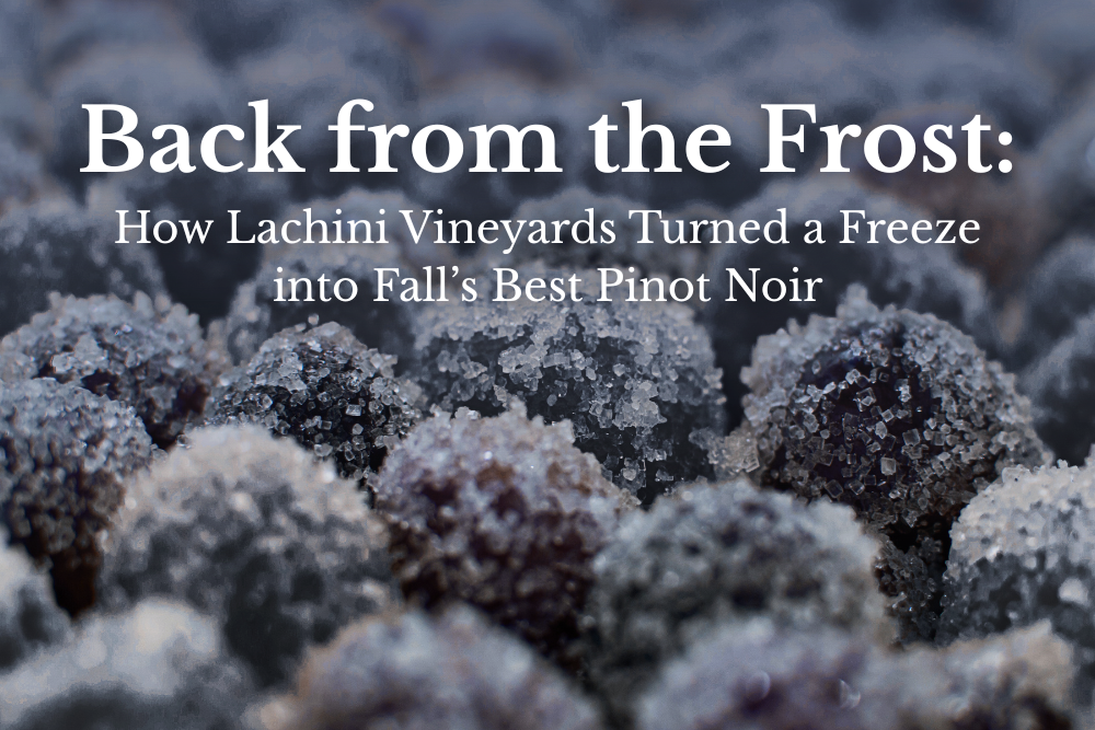 Back from the Frost: How Lachini Vineyards Turned a Freeze into Fall’s Best Pinot Noir